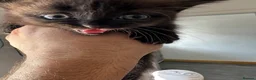 British Shorthair cats for sale: British Shorthair mix Kittens - Advert 21
