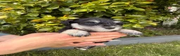 Miniature Schnauzer dogs for sale: Beautiful Black And Silver Mini Schnauzer Puppies - Advert 9