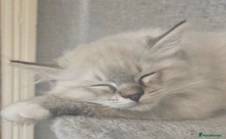 Ragdoll cats - Advert 13