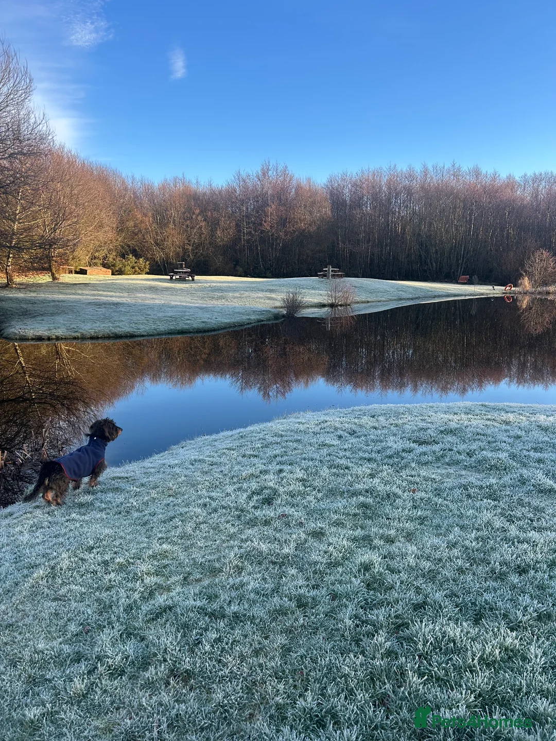 Dachshund dogs for stud: KC Reg 0%COI Brilliant Bold Wirehaired Teckel Stud in Sudbury - Advert 5