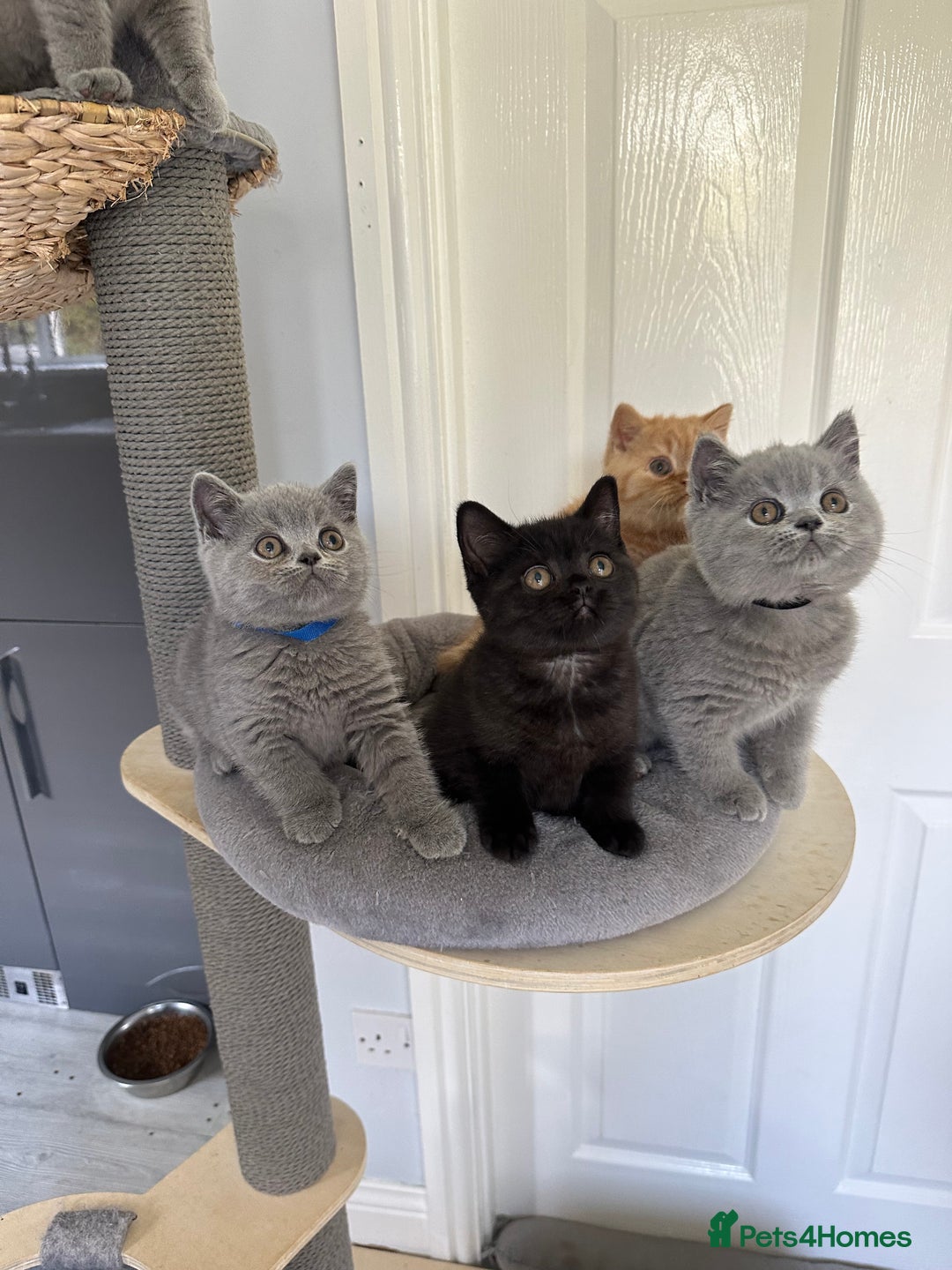 British Shorthair cats for sale: Gccf registered pedigrees kittens - Image 8