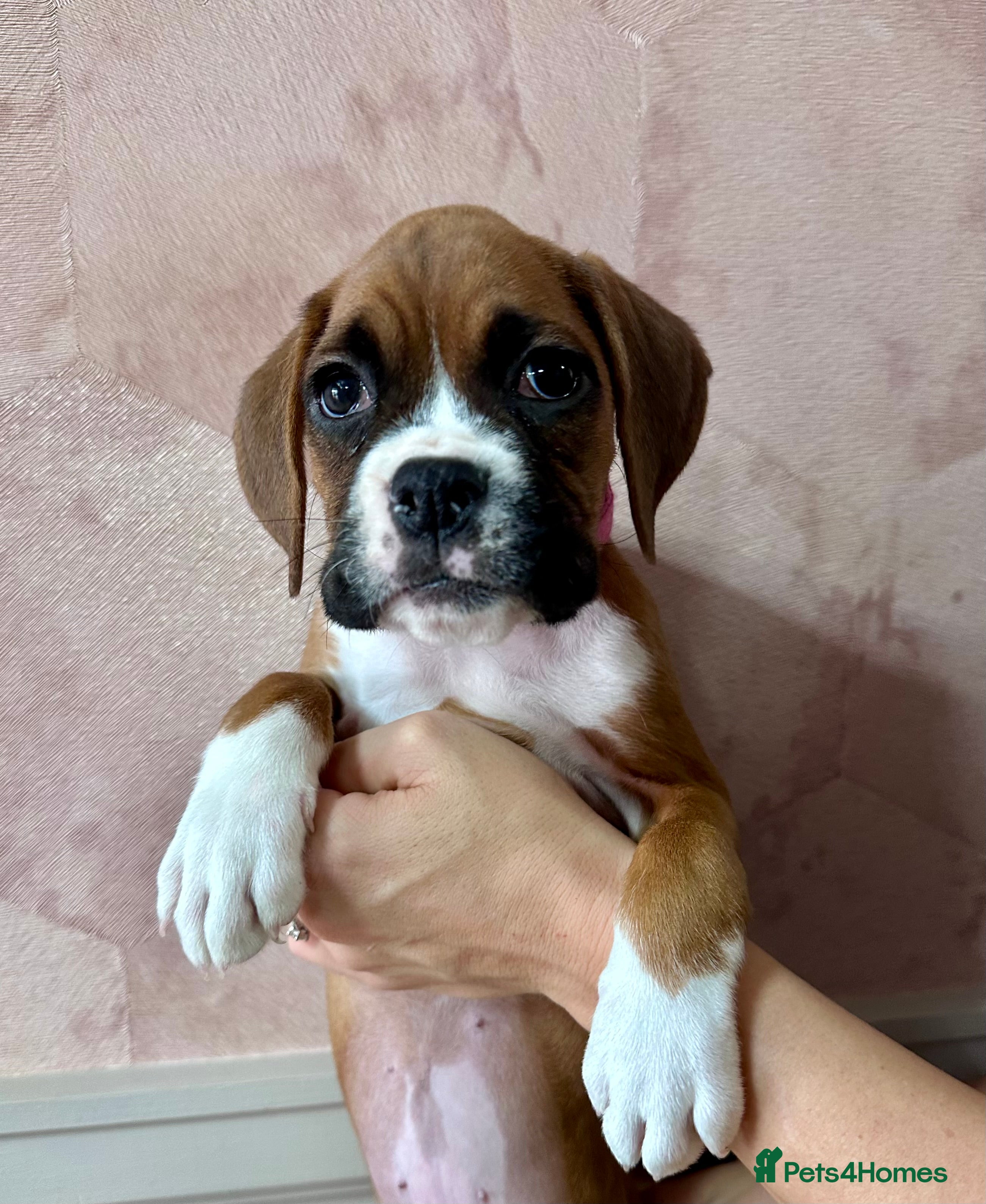Boxer dogs 🐶 Stunning Champion Boxer Puppies 🐶 - Advert 3