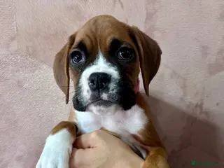 Boxer dogs 🐶 Stunning Champion Boxer Puppies 🐶 - Advert 9