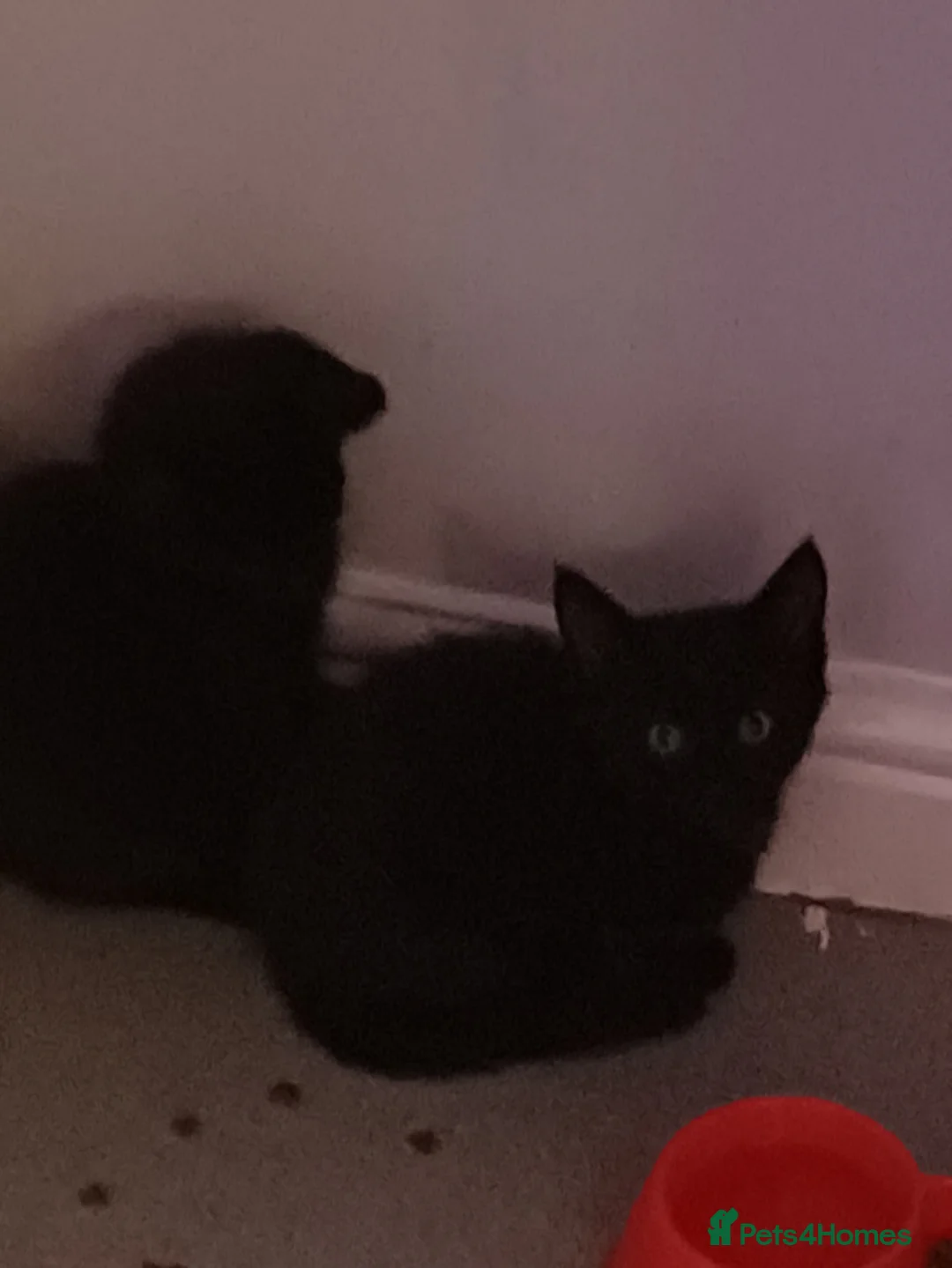 Mixed Breed cats for sale: Twins kittens - Advert 1