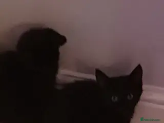 Mixed Breed cats Twins kittens - Advert 2