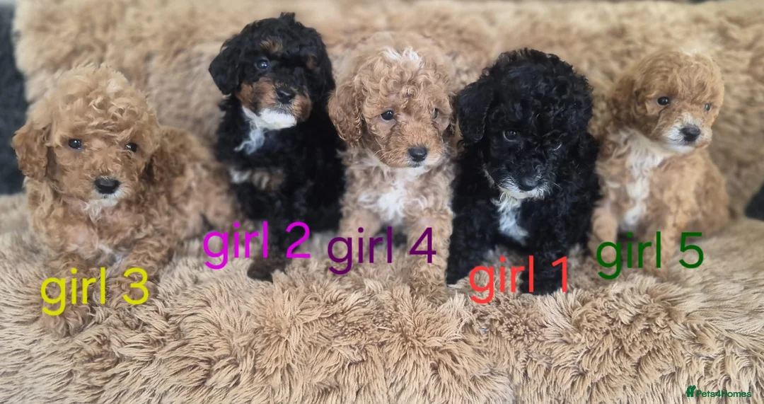 Toy Poodle dogs for sale: Toy poodle 🐩 kc registered mum and dad  in Chester - Advert 39