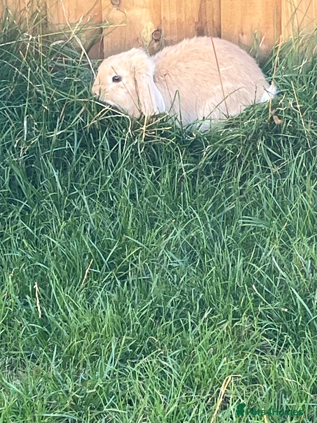Mini Lop rabbits for sale: Mini Lop Lovely Bunny - Advert 3