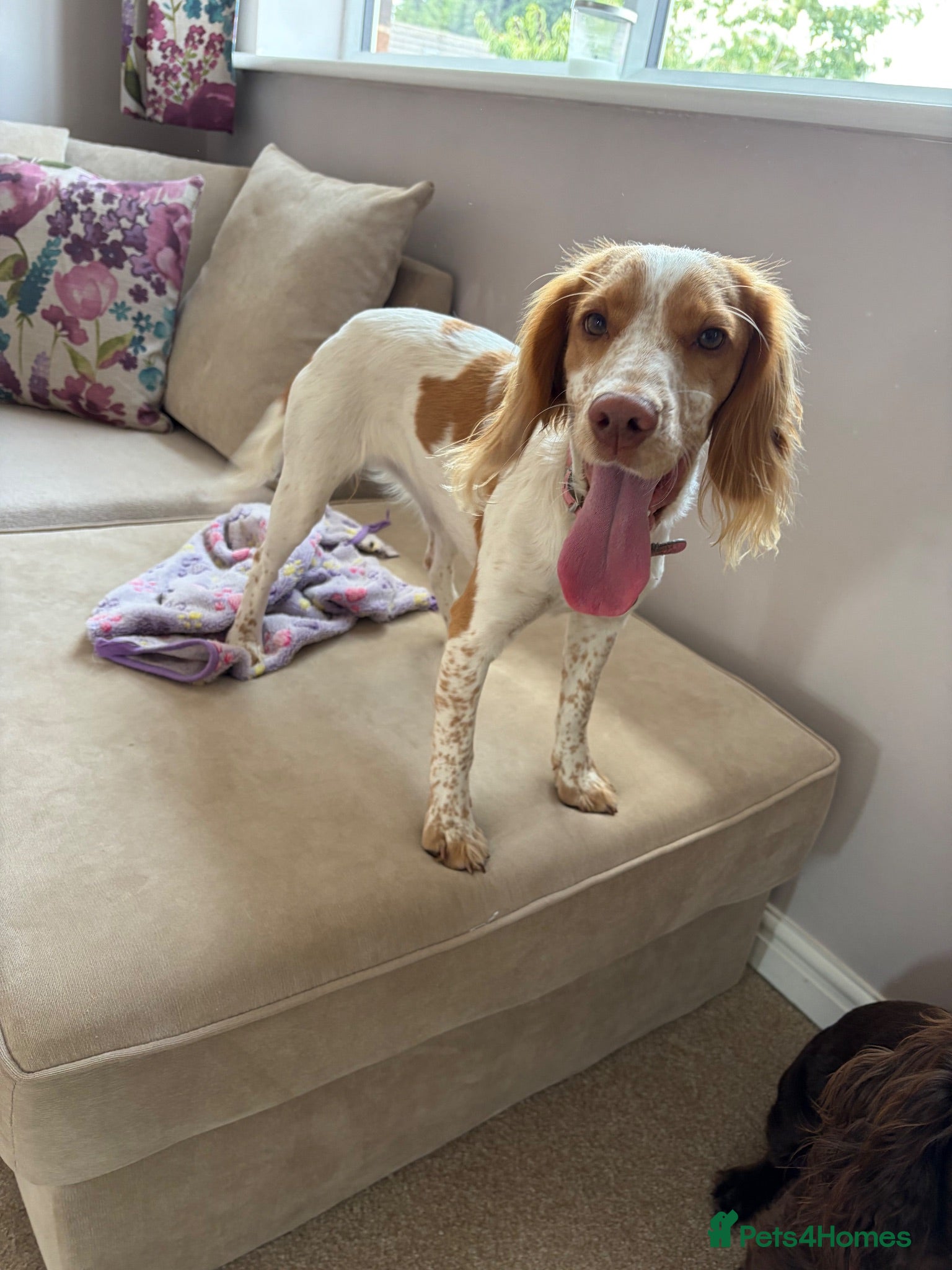 Cocker Spaniel dogs Gorgeous lemon and white working cocker  - Advert 2