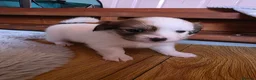 Mixed Breed dogs for sale: Pomchi/jackrussel x papilon  in Blyth - Advert 5