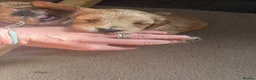 Cockapoo dogs for sale: Beautiful cockapoo puppies in Dover - Advert 14