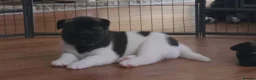 Akita dogs for sale: KC registered American Akita puppies - Advert 13