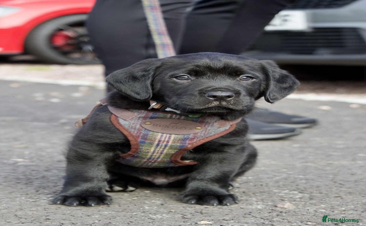 Mixed Breed dogs - Advert 1