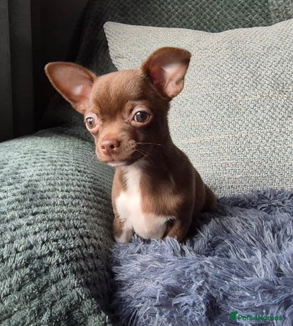 Chihuahua dogs - Advert 16