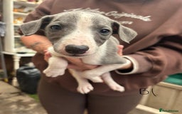 Whippet dogs for sale: Whippet pups x14 - Advert 18