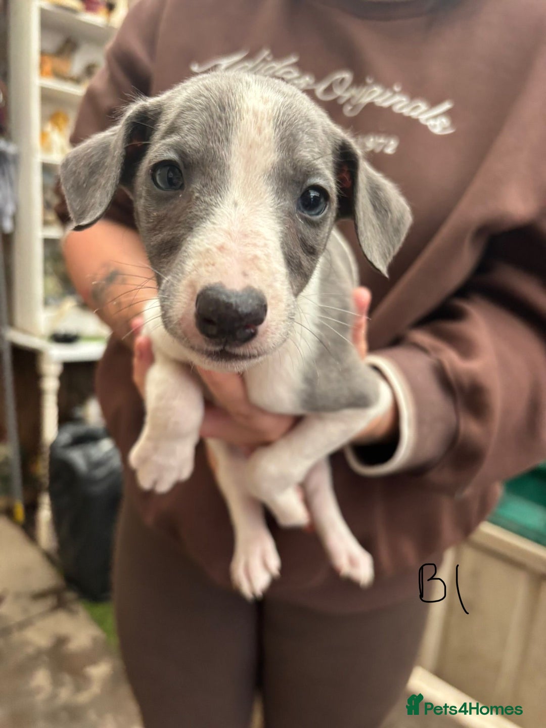Whippet dogs for sale: Whippet pups x14 - Advert 18