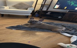 French Bulldog dogs for sale: FRENCH BULLDOG  - Image 3