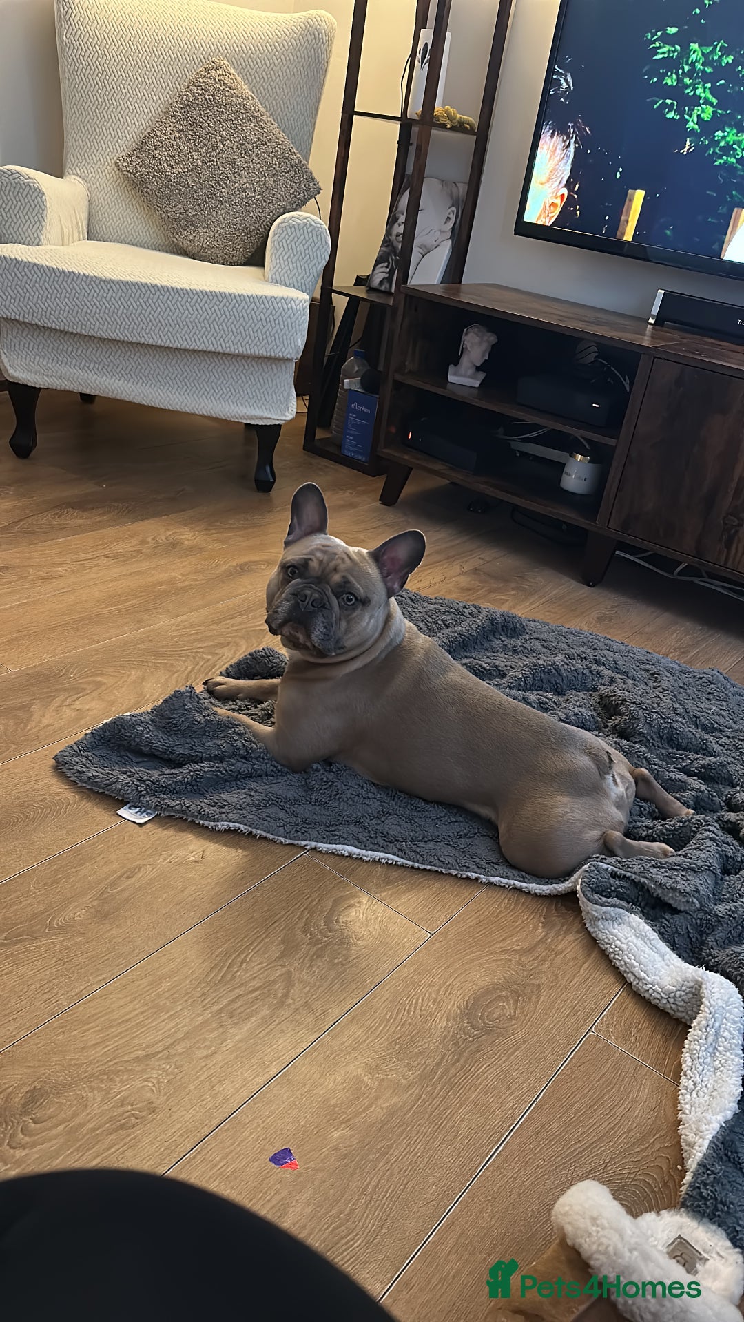 French Bulldog dogs for sale: FRENCH BULLDOG  - Image 3
