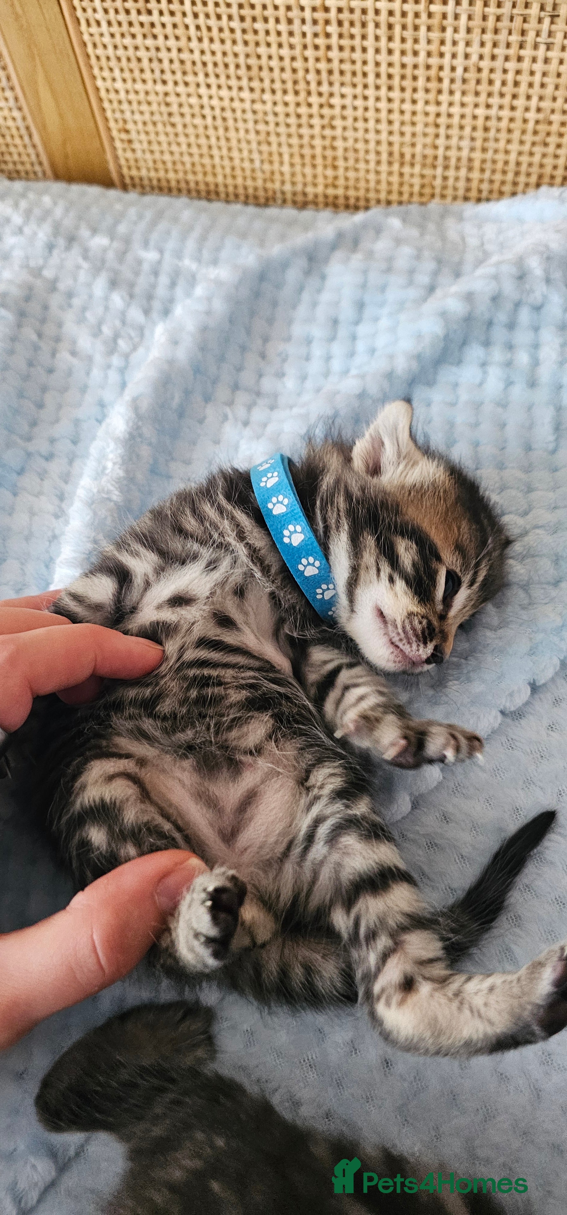 Mixed Breed cats for sale: Beautiful Bengal Mix Kittens - Advert 35