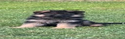 German Shepherd dogs for sale: Outstanding KC Registered German Shepherd Puppies - Advert 8