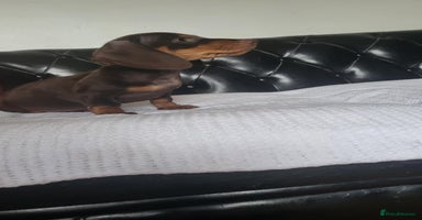 Dachshund dogs - Advert 7