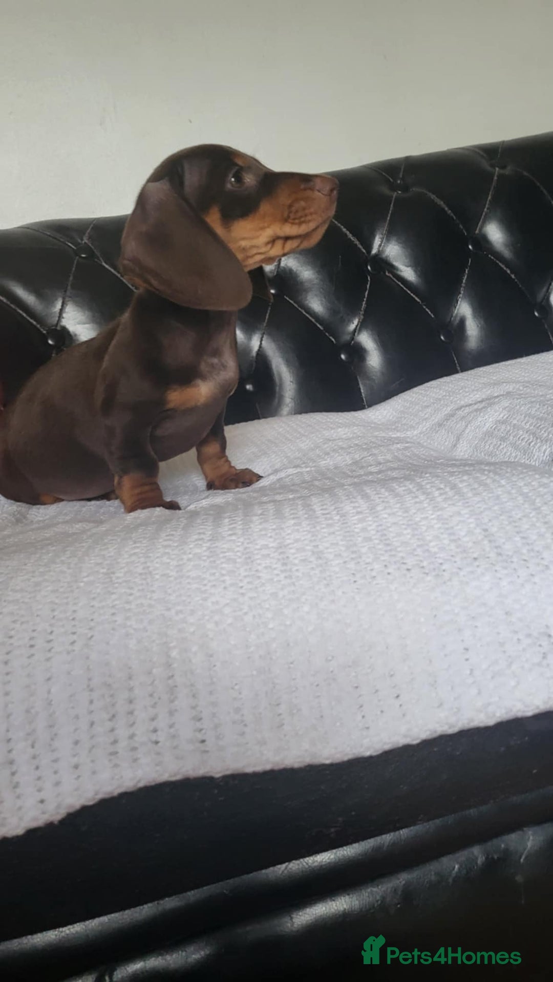Dachshund dogs for sale: dachshund puppy for sale ! - Image 2