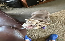 English Bulldog dogs for sale: English bulldog  - Image 2