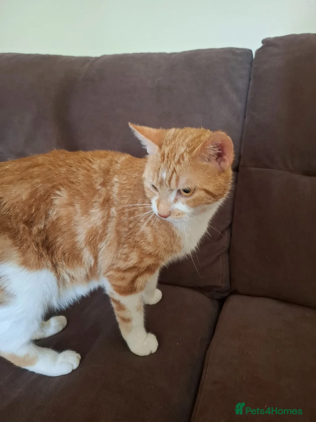 Mixed Breed cats for sale: Beautiful adult cat ready to be rehomed - Advert 4