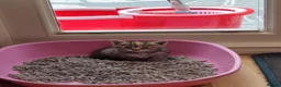 Mixed Breed cats for sale: One beautiful girl - Advert 8