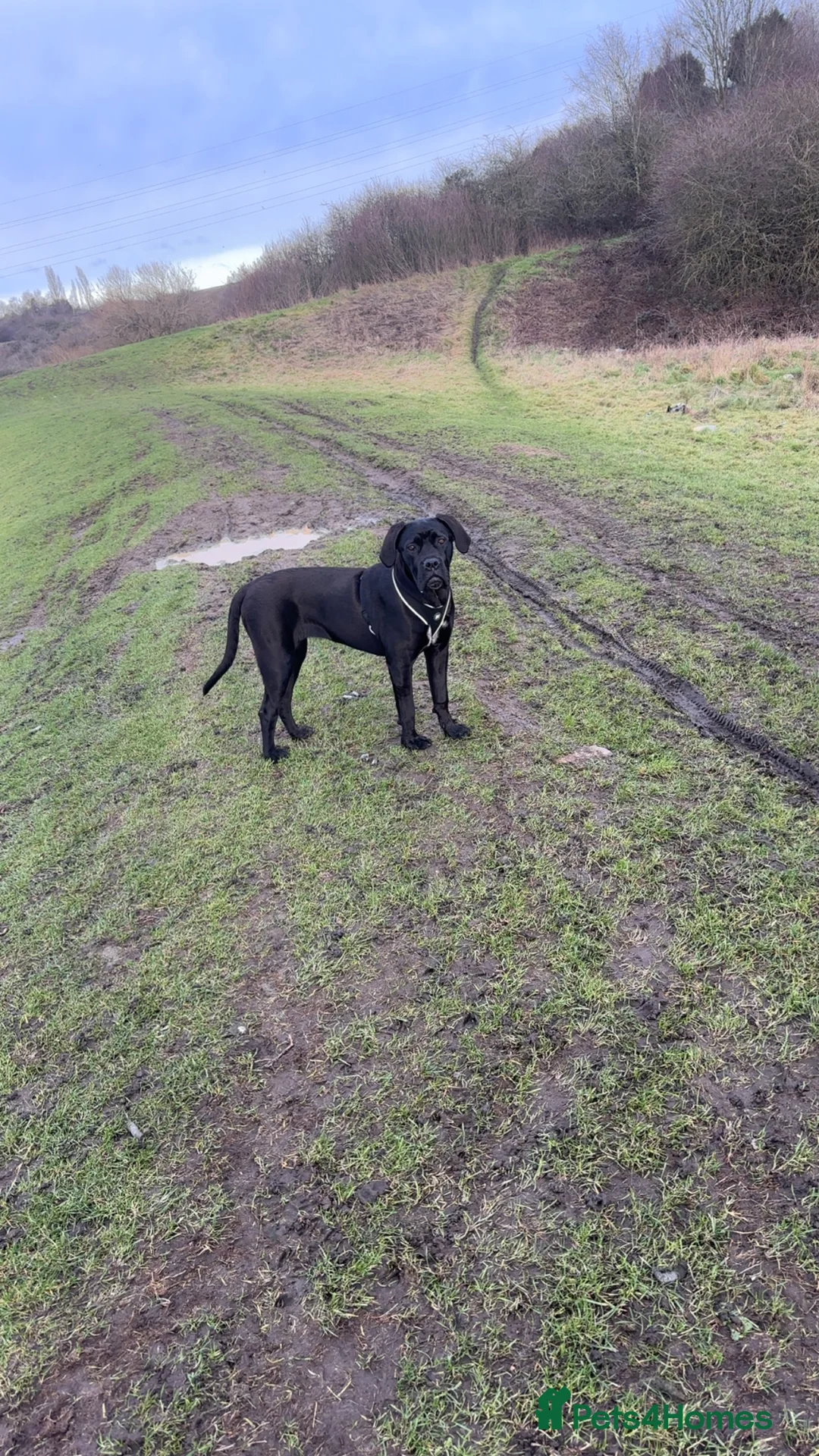 Cane Corso dogs for sale: 7 month old female cane corso  in Brierley Hill - Advert 2