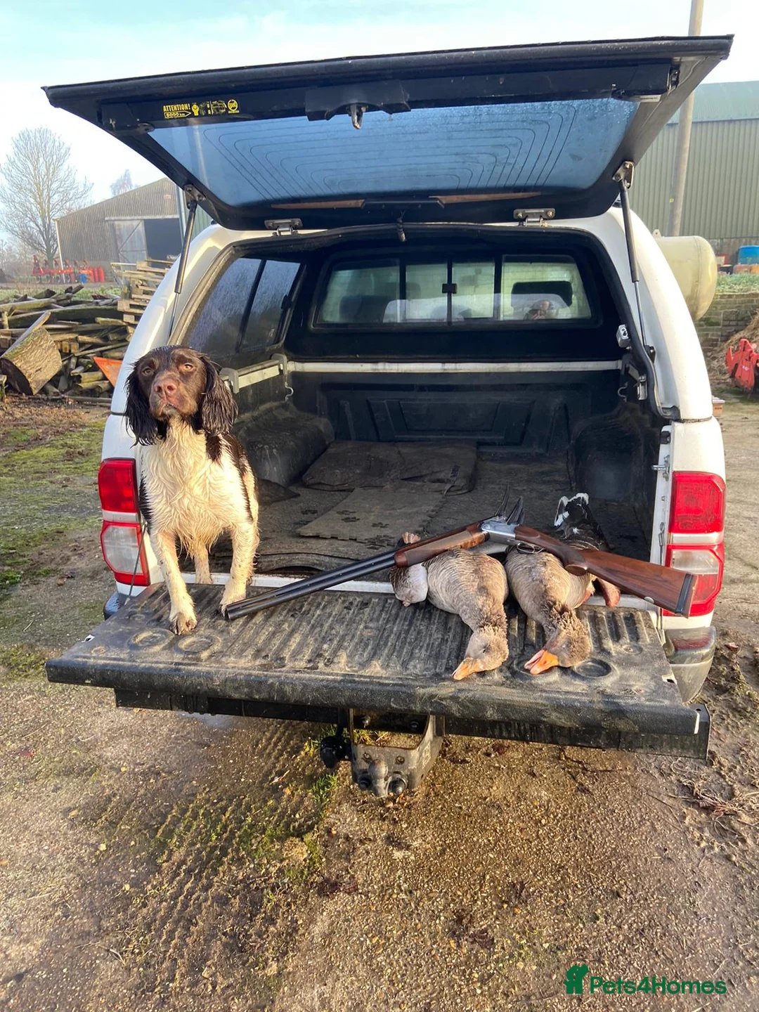 English Springer Spaniel dogs for stud: Working English Springer Spaniel Stud Health Test in Chelmsford - Advert 10