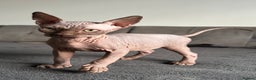Sphynx cats for sale: Sphynx kittens  - Advert 6