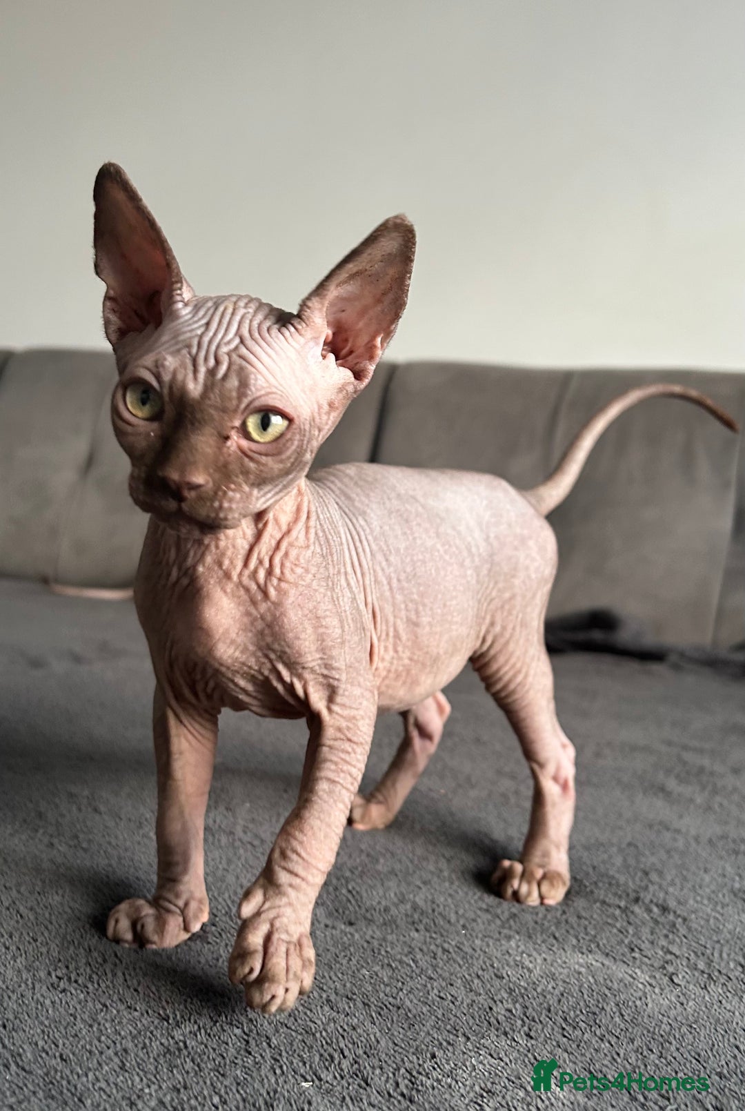Sphynx cats for sale: Sphynx kittens  - Advert 6