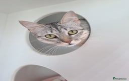 Mixed Breed cats for adoption: Aria - A Lovely & Cuddly Princess - Image 8