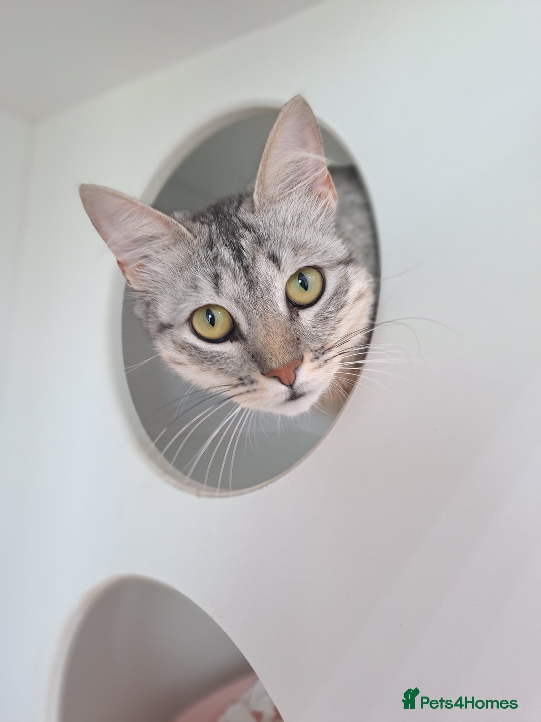 Mixed Breed cats for adoption: Aria - A Lovely & Cuddly Princess - Image 8