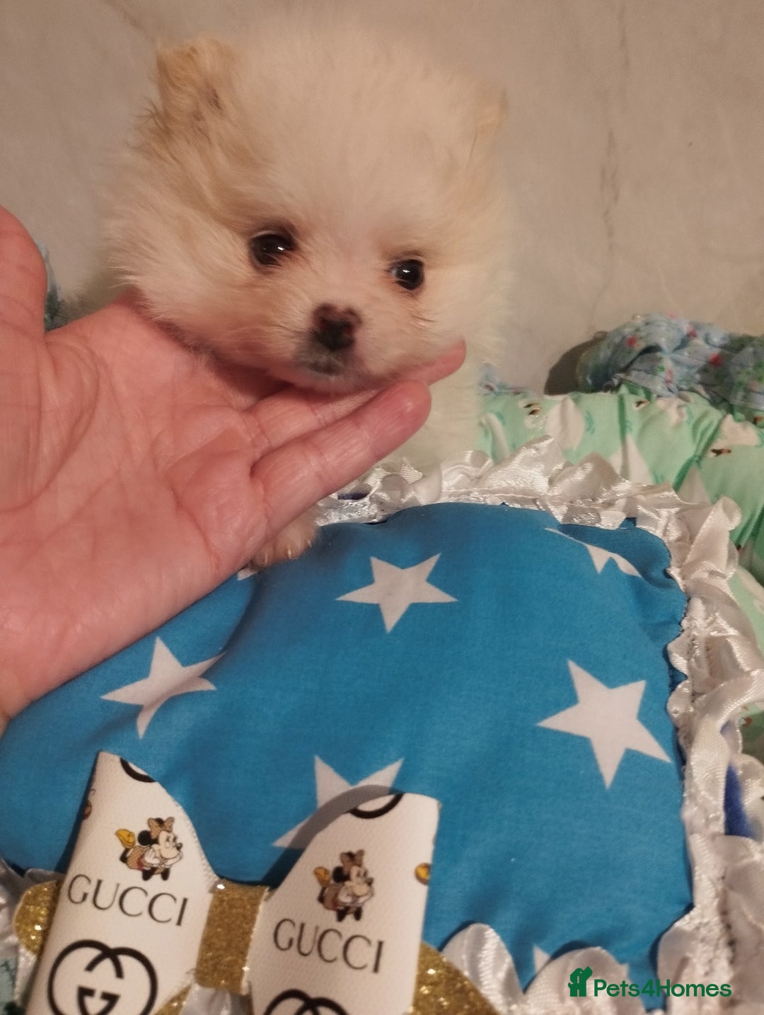 Pomeranian dogs for sale: 💝💝💝High-quality little boys💝💝💝 - Image 32