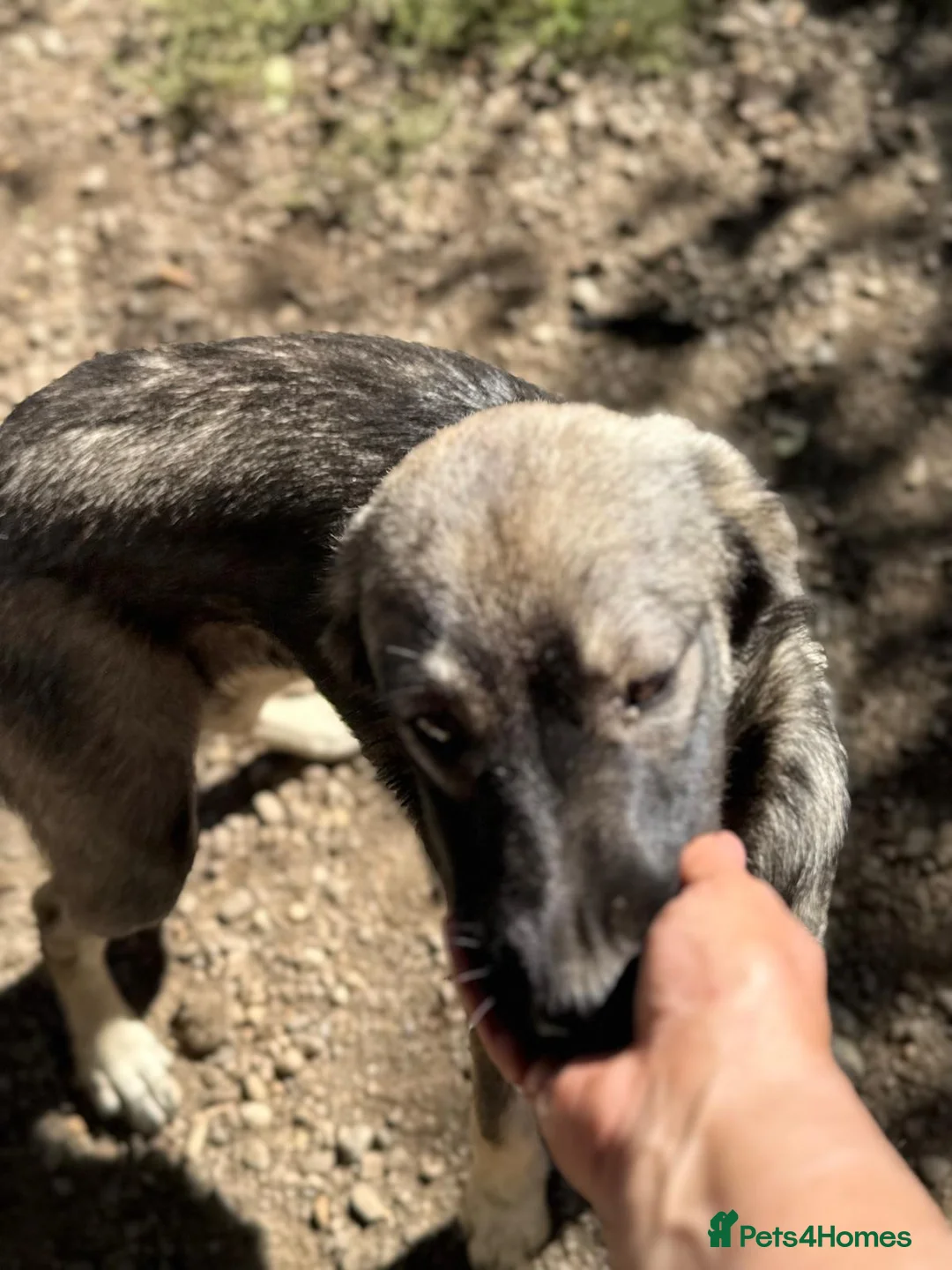Mixed Breed dogs for adoption: 🐾🖤MIA – A Quietly Brave Girl With Golden Eyes 🐾 - Advert 11