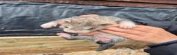 Ferret rodents for sale: Ferret kits  for sale  - Advert 3