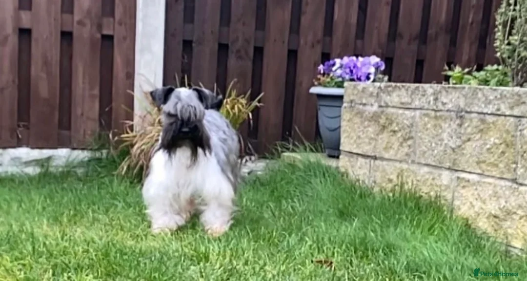 Miniature Schnauzer dogs for sale: KC black and white miniature schnauzer male - Advert 1