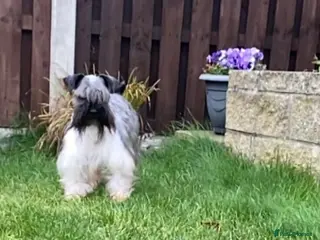 Miniature Schnauzer dogs KC black and white miniature schnauzer male - Advert 5