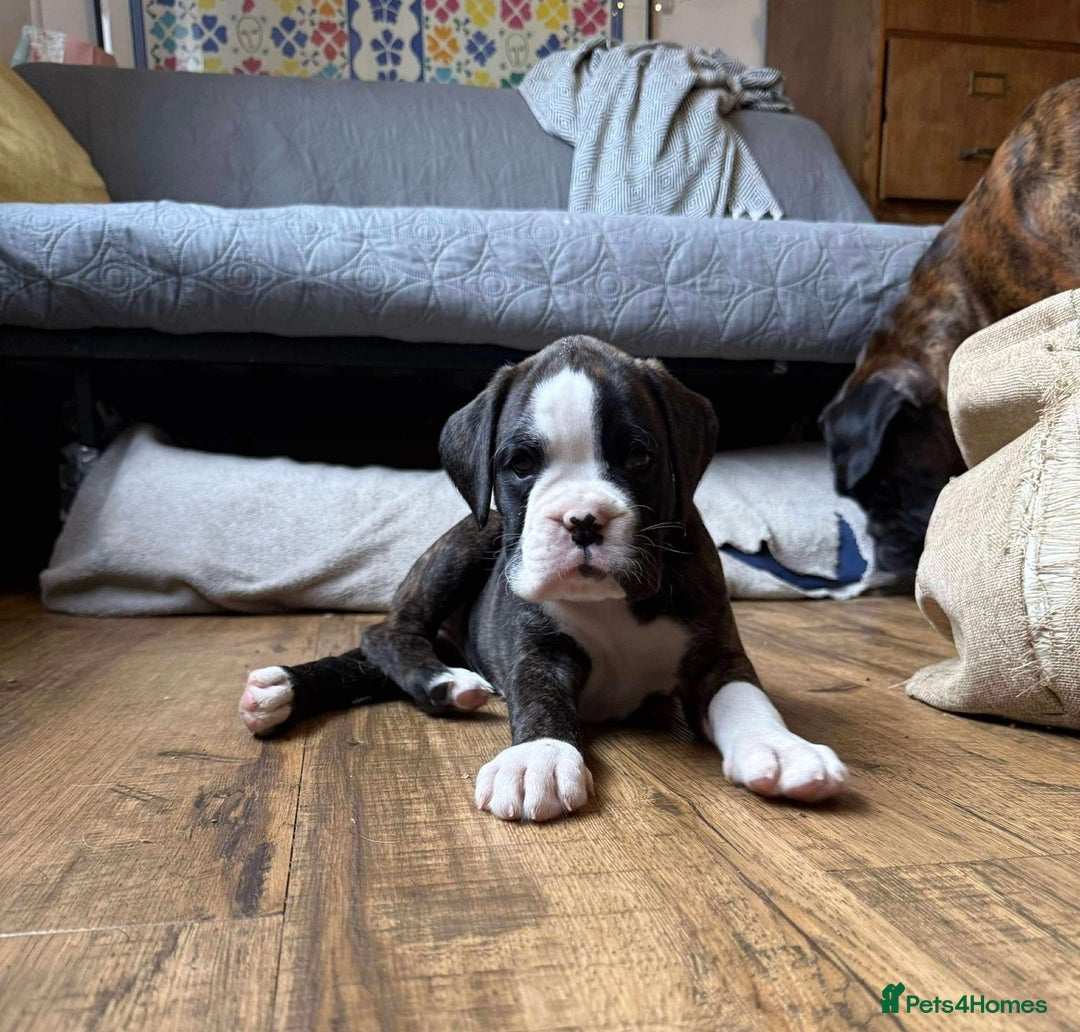 Boxer dogs for sale:  ⭐️ Fully health checked KC registered ⭐️ - Advert 8