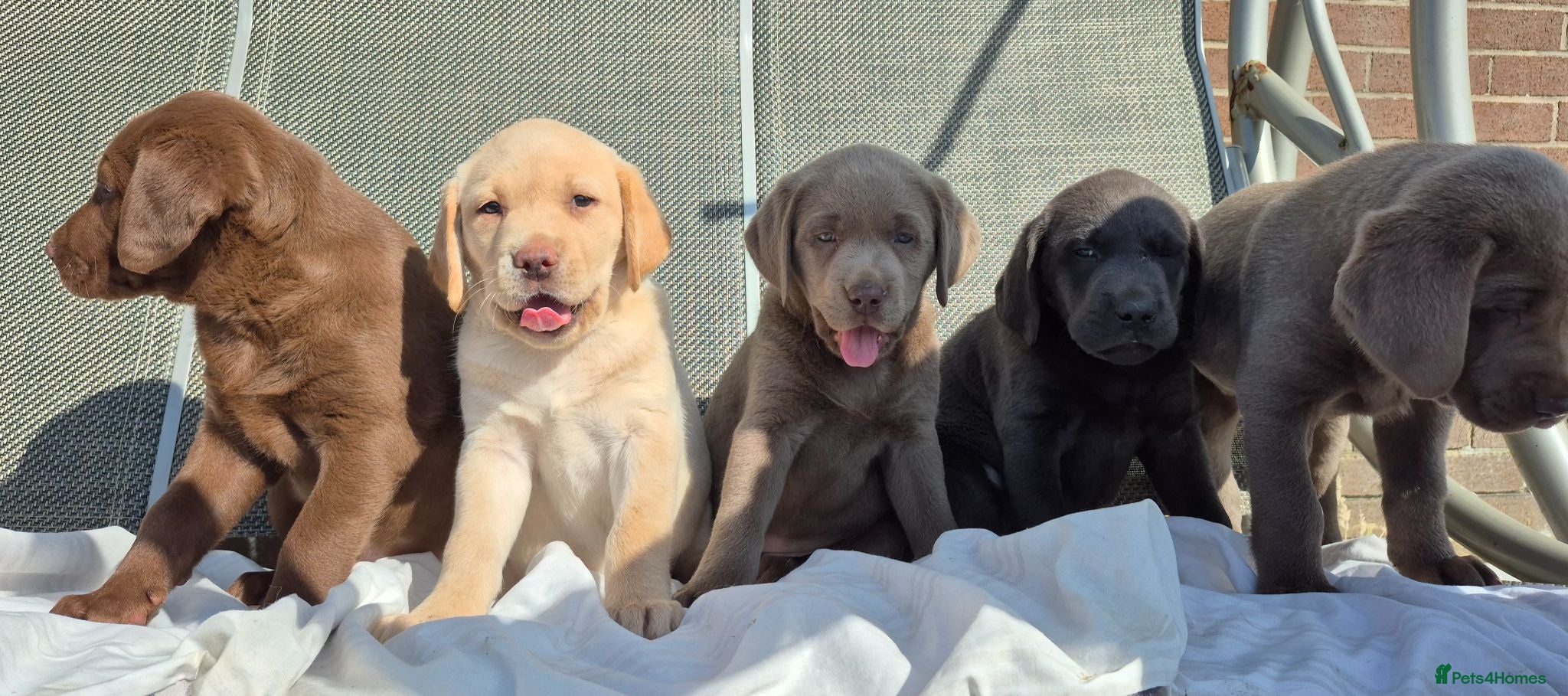 Labrador Retriever dogs Stunning KC Registered Labrador Retriever  - Advert 3