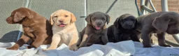 Labrador Retriever dogs for sale: Stunning KC Registered Labrador Retriever  - Advert 1
