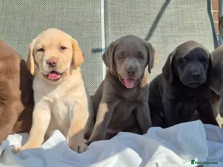 Labrador Retriever dogs Stunning KC Registered Labrador Retriever - Advert 3