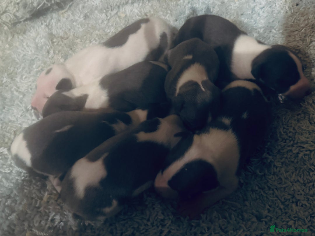 Whippet dogs for sale: 🐾 Exceptional small sized KC Reg Whippet Pups🐾 - Advert 9