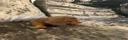 Miniature Dachshund dogs for sale: 3 Long hair mini dachshund puppies - Advert 6