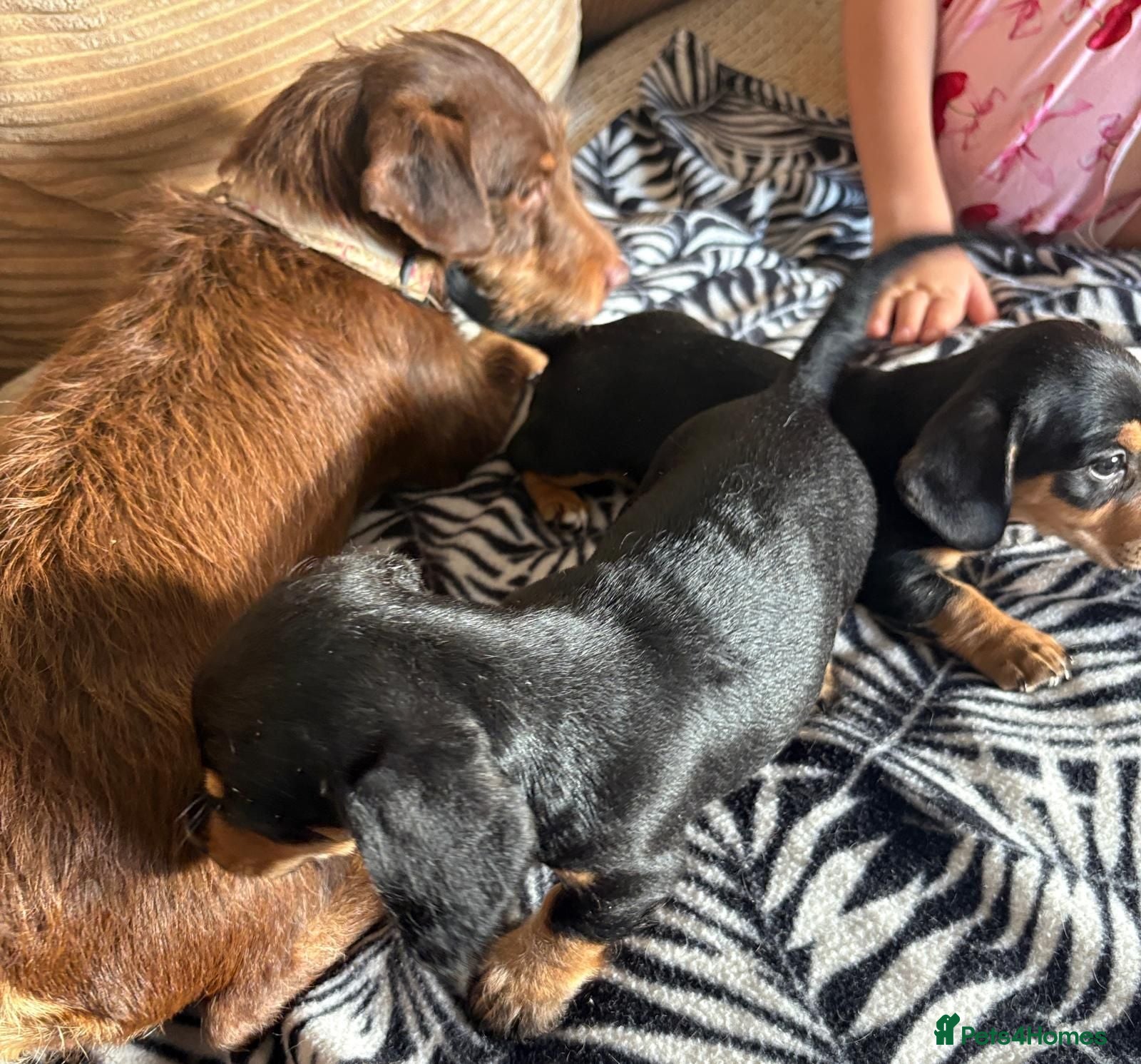 Miniature Dachshund dogs Mini dachshund for sale females  - Advert 18