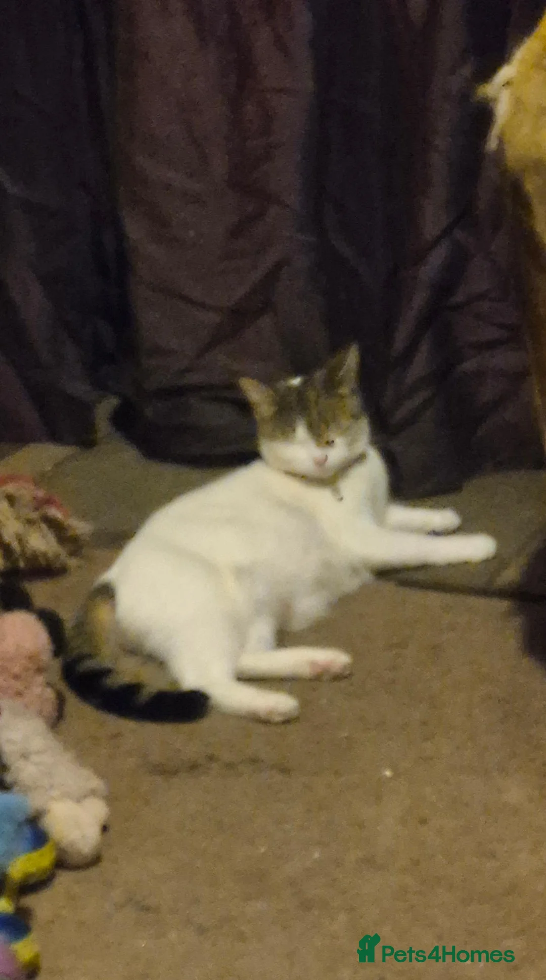 Mixed Breed cats for sale: 1 cute boy kitten left - Advert 2