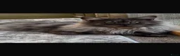 Maine Coon cats for sale: Maine coon female - Advert 1