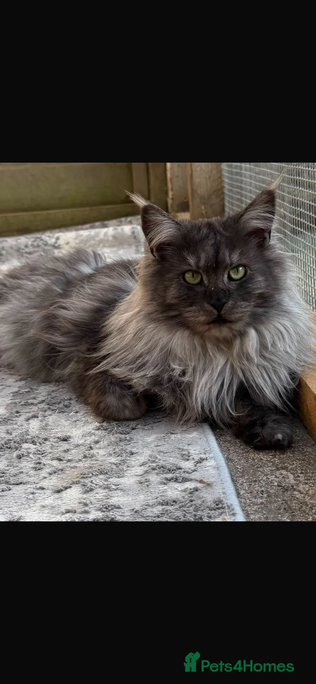 Maine Coon cats for sale: Maine coon female - Advert 1