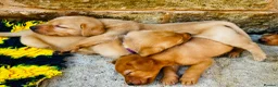 Labrador Retriever dogs for sale: Fox red Labrador  - Advert 7